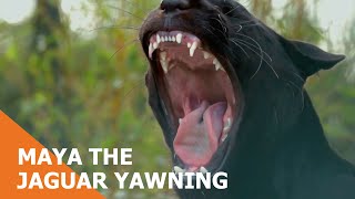 Maya the Jaguar Yawning [upl. by Miarhpe]