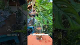 Plantas que podem ser cultivadas na água plantas decoração plants mudas plantasdecasa [upl. by Keverne]