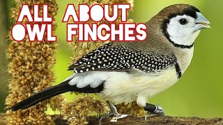 ALL ABOUT OWL FINCHES [upl. by Rayham]