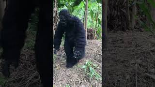 Gorillas fight over fruit with humans shorts survival gorilla wildlife [upl. by Ardith]