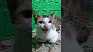 CAT NASTI 🐈 satisfying shortvideo new subscribe viral [upl. by Lehcyar59]