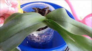 2 Ways of Watering an Indoor Orchid  Submerging and Pouring [upl. by Enovahs]