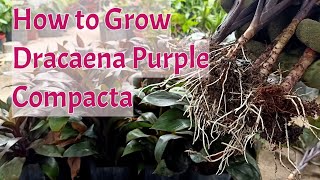 How To Propagate And Grow Dracaena Purple Compacta By Stem Cuttings [upl. by Frissell]