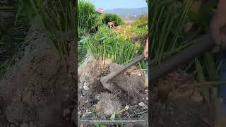 Process Of Using A Hoe To Dig Ginger [upl. by Worrad43]