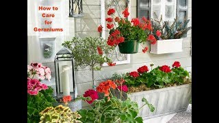 GERANIUM CARE BASICS amp 4 GERANIUM TYPES  Shirley Bovshow [upl. by Airbma]