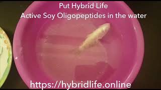 Hybrid Life Soy Oligopeptides Speedy Recovery [upl. by Eaned51]