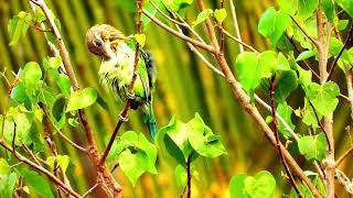 Whitecheeked barbet call 📞Psilopogon viridisGreen barbet call barbet bird sound [upl. by Durarte546]