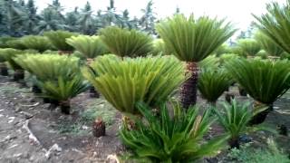 Cycas revoluta  Rajkumar nursery  groud level view [upl. by Coshow370]