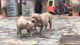 Mastiff Pitbull Fucking Failed  Dog Mating Failed [upl. by Errol]