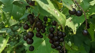 Chokecherry Foraging [upl. by Adama]