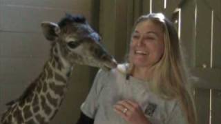 Masai Giraffe quotMilesquot Born at the Houston Zoo Jan 30 09 [upl. by Zenas]