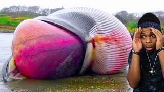 Graphic video Dead sperm whale explodes as biologist cuts open carcass  euronews 🇬🇧 [upl. by Anaihsat]