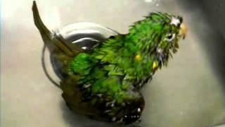 seedy bird taking a bath white eyed conure 3 [upl. by Wycoff733]