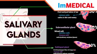 Salivation parotid submandibular and sublingual glands in urdu amp hindiGastrointestinal [upl. by Aisanat545]