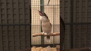 Kookaburra laughing in slow motion [upl. by Noitsirhc593]