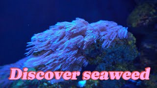 Discover seaweed [upl. by Acebber]