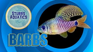 Everything you need to know about Barbs before you buy them for your community tank Facts amp Fables [upl. by Paule]