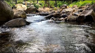 River water Sound For Relaxing Healing Music For Health Deep Sleep Stress Relief flowing streams [upl. by Brezin]