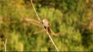 Nachtegaal  Luscinia megarhynchos  Nightingale [upl. by Asseram849]