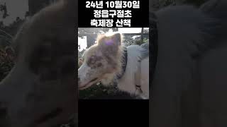 보더콜리 닮 Border Collie 보더콜리 캠핑카여행 애견동반보더콜리 닮 라일락멀 bordercollie lilacmerle 정읍구절초축제 10월30일 [upl. by Bachman]