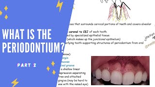 What is the periodontium Part 2 Gingiva gingival margin free gingiva attached gingiva etc [upl. by Enia]