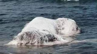 What is the hairy blob or globster found on the Philippines shore [upl. by Phail]