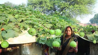 इस तरीके से बनाए लौकी और चना दाल की सब्जी तो उंगलिया चाटते रह जाय  Lauki chana dal ki sabji [upl. by Ivett]