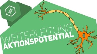 Weiterleitung des Aktionspotentials [upl. by Ramahs]