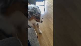 Petite mastication dog bergeraustralien aussie australianshepherd chiens follow followme yt [upl. by Judas]