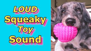 Squeaky Toy Sounds Sounds Dogs React To Sounds that attract dogs prankyourdog squeaky [upl. by Tigram214]