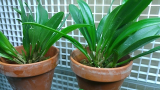 Masdevallias update and a spike [upl. by Eerehs]