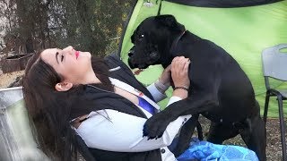 💖Забавные собаки и их владельцы Funny dogs and their owners [upl. by Gaige841]