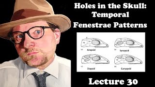 Lecture 30 Holes in the Skull Temporal Fenestrae Patterns [upl. by Sucramrej]