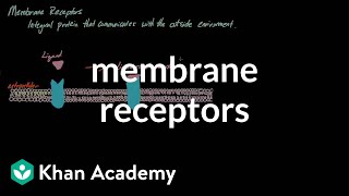 Membrane Receptors  Nervous system physiology  NCLEXRN  Khan Academy [upl. by Nyltyak]