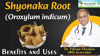 Shyonaka Root  Oroxylum indicum  Benefits and Uses  Dr Vikram Chauhan [upl. by Milly]