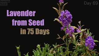 Lavender from Seed to Flower 💜 Time Lapse [upl. by Amir]