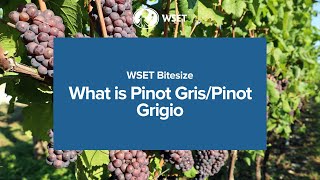 WSET Bitesize  What is Pinot GrisPinot Grigio [upl. by Damiano]