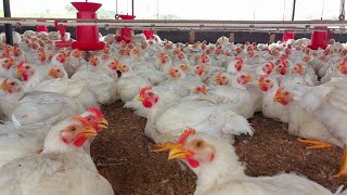 40Days Complete Birds jabbarpoultryfarm poultryfeed poultryfarming fcr broilerfarm [upl. by Doti745]