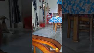 Daisyসারারাত জেগে থাকি তারপরও আমার নিস্তার নেই🥺 daisy shorts reels funny pets minivlog cute [upl. by Ycats]