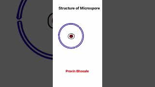 Microsporogenesis  Structure of Microspore [upl. by Aydidey309]