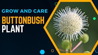 How To Grow And Care For Buttonbush Plant [upl. by Cthrine]