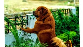 Big Lion Tibetan mastiff barking [upl. by Spearman]