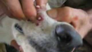 10 Botflies Removed From Dogs Snout [upl. by Modesty]