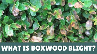 What Is Boxwood Blight 🌿 [upl. by Yhtur360]