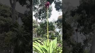 Gymea Lily nature flowers [upl. by Herbert700]