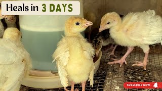 How to treat Coccidiosis Organic way in Turkeys or Chickens [upl. by Joellen]