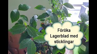 Föröka Lagerblad med sticklingar [upl. by Araiek]