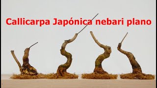 Callicarpa Japónica nebari plano [upl. by Eignat]