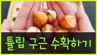 튤립 알뿌리 키우기  튤립 구근 수확하기  튤립 내년에 또 만나요  How to Harvest Tulip Bulbs for Next Year [upl. by Assehc]