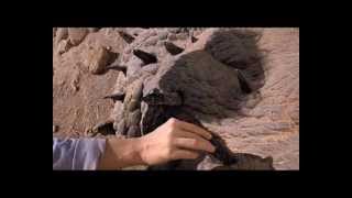 Graboid Saftey Video [upl. by Barnaby]